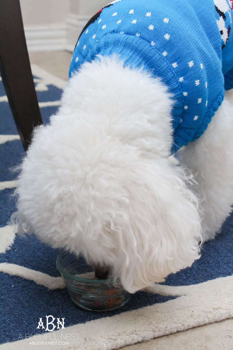 We adore Cesar dog food and are celebrating with these super cute matching sweaters! https://ablisfulnest.com/ 