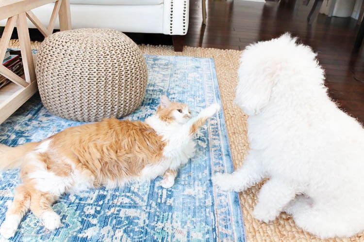 Grab these tips to live blissfully with pets with the amazing products from Skout's Honor. See more on https://ablisfulnest.com/ #ad #skoutshonor #skoutspawpledge